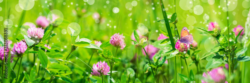 Obraz w ramie Banner 3:1. Butterfly on purple clover (trifolium) flower on meadow. Spring nature background. Soft focus