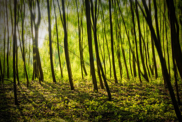 Lots of young trees casting shadows, trees with motion blur filters, green forest, motion blur effect