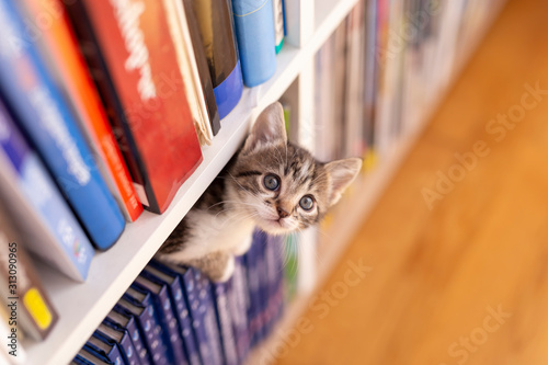 Kitten playing at home Poster Mural XXL