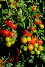 Losetto Variety Of Cherry Tomatoes Ripening On The Vine, UK.