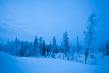 Wall Mural - winter landscape with trees