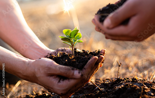 Fotomural Two men are planting trees and watering them to help increase oxygen in the air and reduce global warming, Save world save life and Plant a tree concept