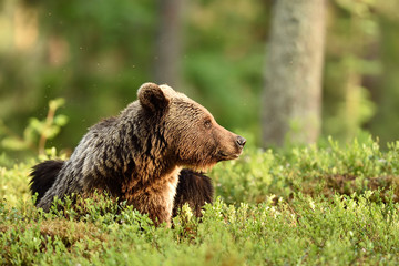 Wall Mural - brown bear resting in forest