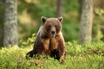 Wall Mural - brown bear sitting in forest scenery