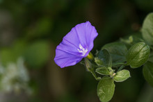 Morning Glory Creeper Plant With Purple Flower Closeup.