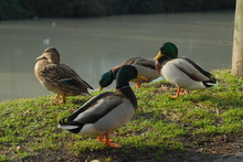 Four Mallard Ducks Near The Water