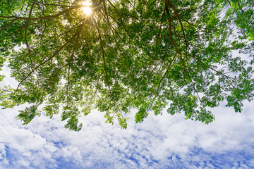 Wall Mural - Natural green trees and sky background with text space and leaf frame