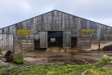 A Barn Full Of Cattle At A Working Farm In North Yorkshire, UK