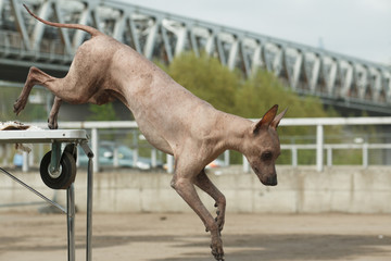 Wall Mural - Jumping dog breed Peruvian Hairless Dog (Peruvian Inca Orchid, Hairless Inca Dog, Viringo, Calato, Mexican Hairless Dog)