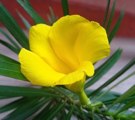 A beautiful Yello Flower