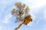 Fototapeta Sawanna - Big Weavers nest on a tree