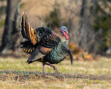 A Male Wild Turkey Strutting In The Woods Of Southwest Okalhoma