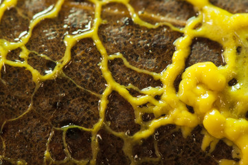 Wall Mural - Leocarpus fragilis insect egg slime mold in its juvenile phase has the appearance of a yellow mucus that moves slowly through the semi-solid trunks