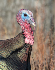 Wall Mural - Close up of a male wild Turkey