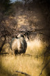 Nashorn unter Baum
