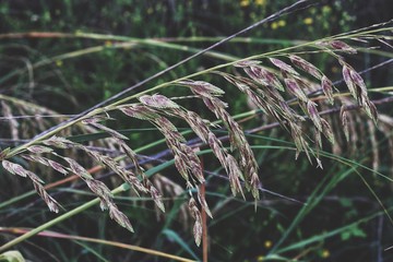 grass in the wind