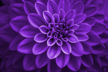 purple dahlia petals macro, floral abstract background. close up of flower dahlia for background, so
