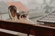 Big domestic cat gracefully stretching on high fence, standing on balcony with some roofs visible in blurred background. Foggy day.