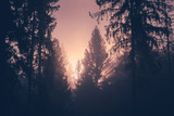 Fototapeta  - Morning in a forest. Sunlight Shining Through a Forest on a Foggy Morning. Light rays streaming through the fog illuminates the fir and spruce trees on a mountain hill.