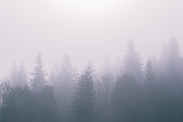 Naklejka na meble Fog over spruce forest trees at early morning. Mountain hill forest at autumn foggy sunrise.