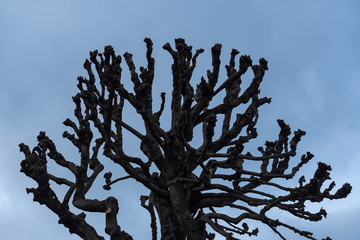 Cropped linden branches against the blue sky 