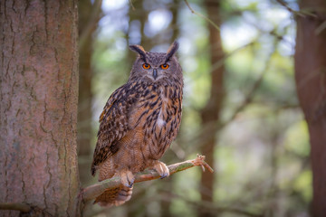 Fototapete - Euroasian Eagle Owl