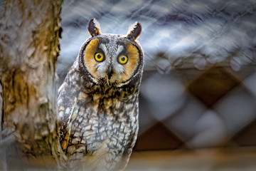 Fototapete - Great Horned Owl