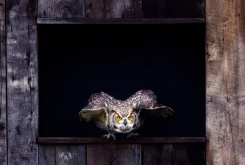 Fototapete - Great Horned Owl