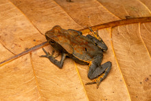 Litter Toad (Bufo Haematiticus) Tarcoles, Coasta Rica
