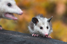 Virginia Opossum (Didelphis Virginiana) Joey On Log Mother In Background Autumn