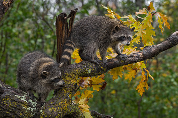 Raccoons (Procyon lotor) Balance in Tree Autumn