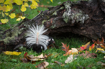 Canvas Print - Eastern Spotted Skunk (Spilogale putorius) Turns Tail Raised Autumn