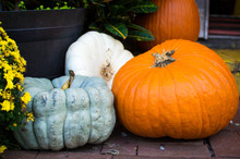 Different Colored Pumpkins On Display