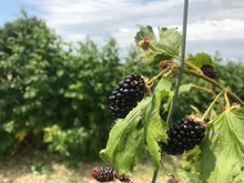 Blackberries On The Bush