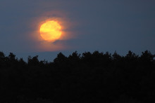 Yellow Moon Rising Over Silhouettes Of Forest Trees At Night