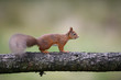 © Westend61 - Red Squirrel on tree trunk