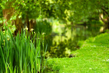 Sticker - A birght green scene of iris flowers next to a pond during spring, in England