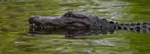 Alligator In Florida 