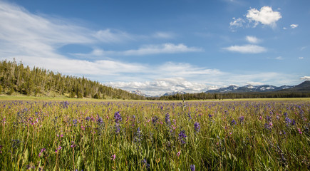 Wildflowers and the Sawtooth Mountains