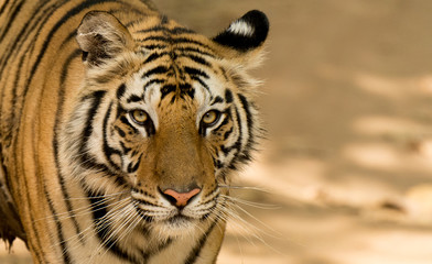 Wall Mural - Young male tiger in Bandhavgarh National Park, India