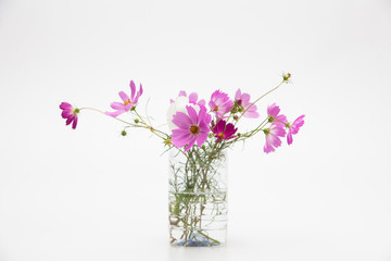Wall Mural - beautiful bouquet of colorful cosmos flower