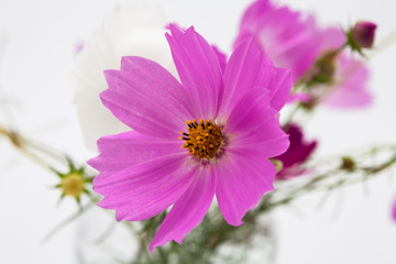 Wall Mural - beautiful pink flower cosmos in studio decoration