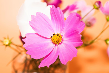 Wall Mural - beautiful pink flower cosmos in studio decoration
