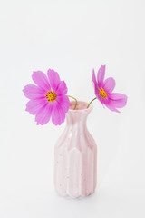 Wall Mural - pink cosmos flower in a vase on white background