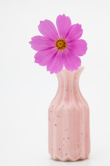 Wall Mural - pink cosmos flower in a vase on white background