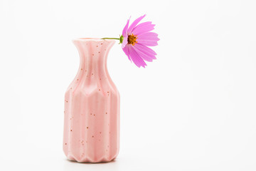 Wall Mural - pink cosmos flower in a vase on white background