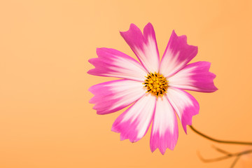 Wall Mural - beautiful cosmos flower on orange background