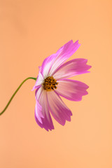 Wall Mural - beautiful cosmos flower on orange background