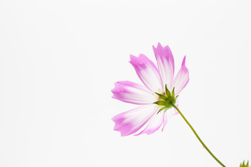 Wall Mural - isolated pink cosmos flower on white