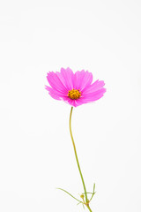 Wall Mural - Isolated Pink cosmos flower on white